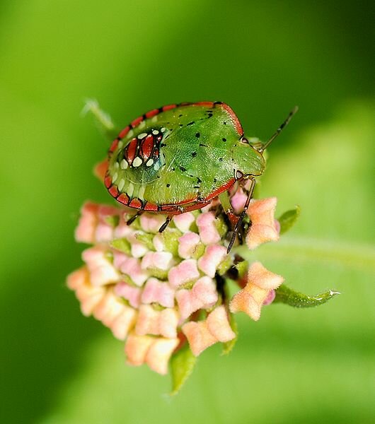 Southern green stink bug - full-size version