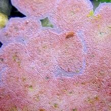 Coralline alga