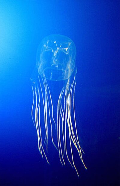 Box jellyfish photo