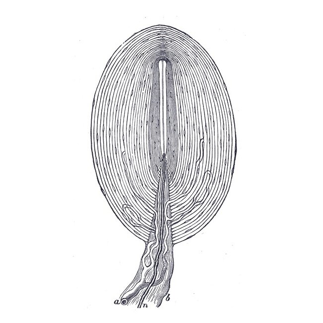 Pacinian corpuscle - full-size version