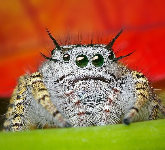 Jumping spider - full-size version