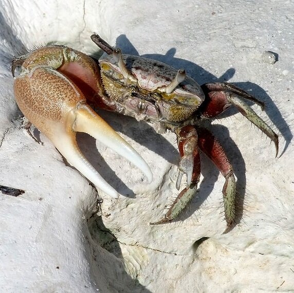Fiddler crab - full-size version