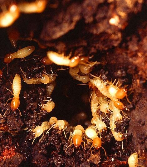 Nest of Formosan subterranean termites - full-size version