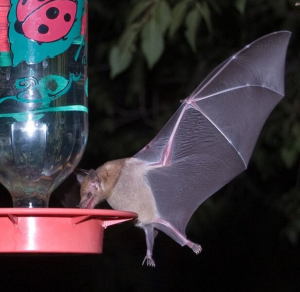 Long-tongued bat