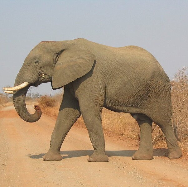 African elephant - full-size version
