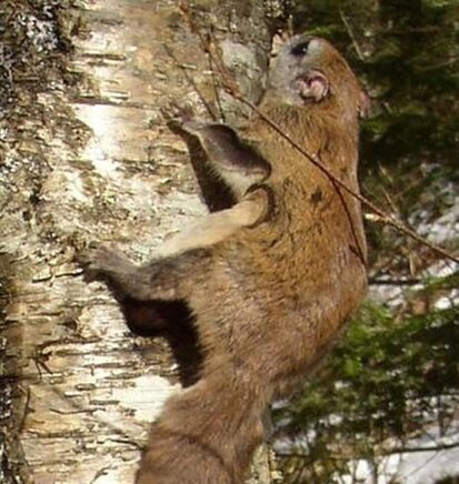 Northern flying squirrel