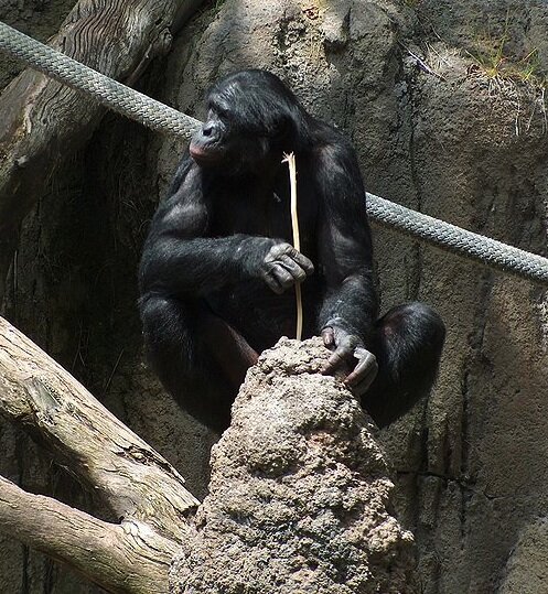 Termite-fishing bonobo