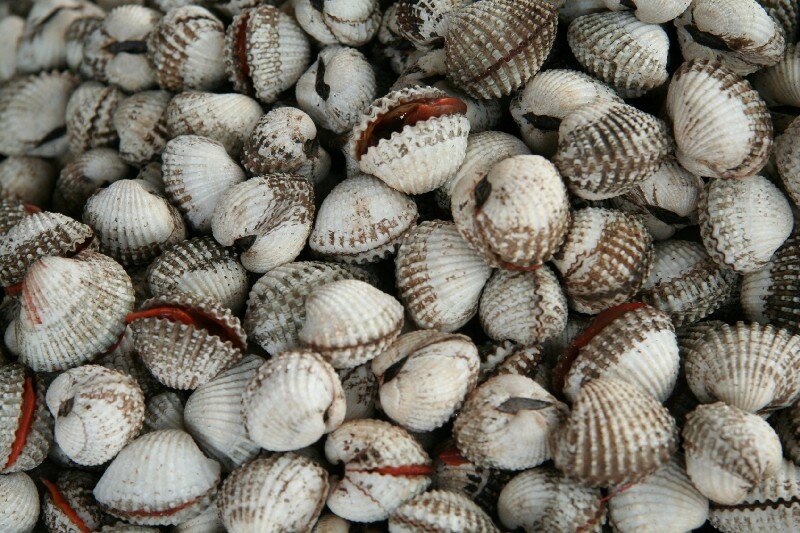 Ark clams