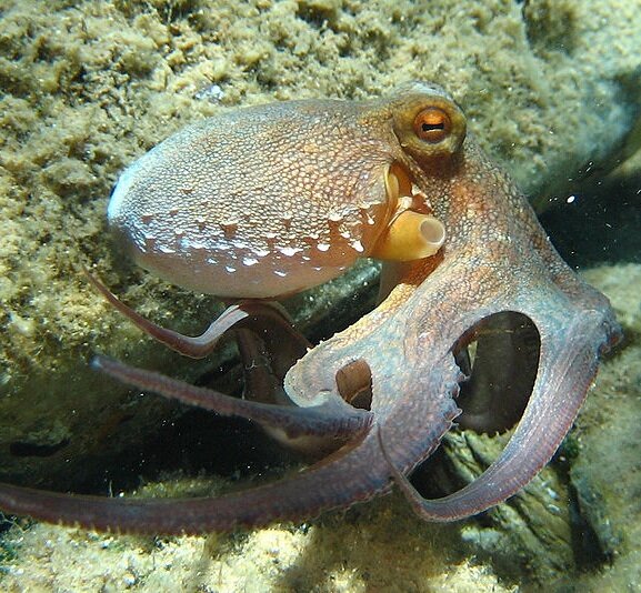 Common octopus - full-size version
