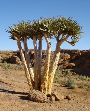 Aloe dichotoma (Quiver tree)