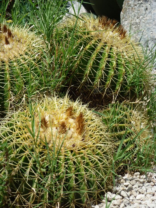 Barrel cactus - full-size version