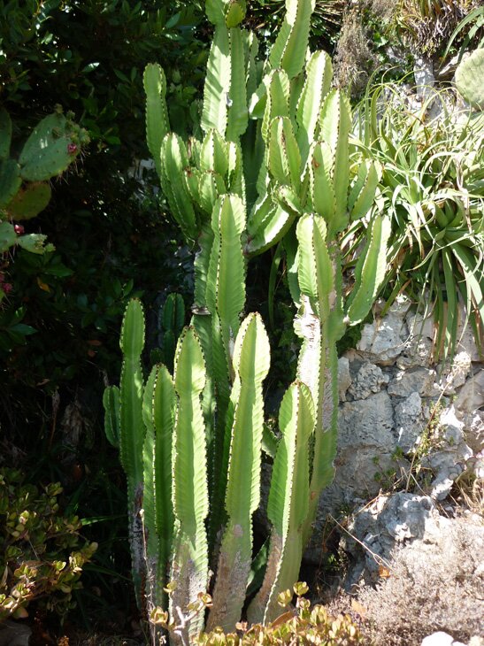 Euphorbia - full-size version