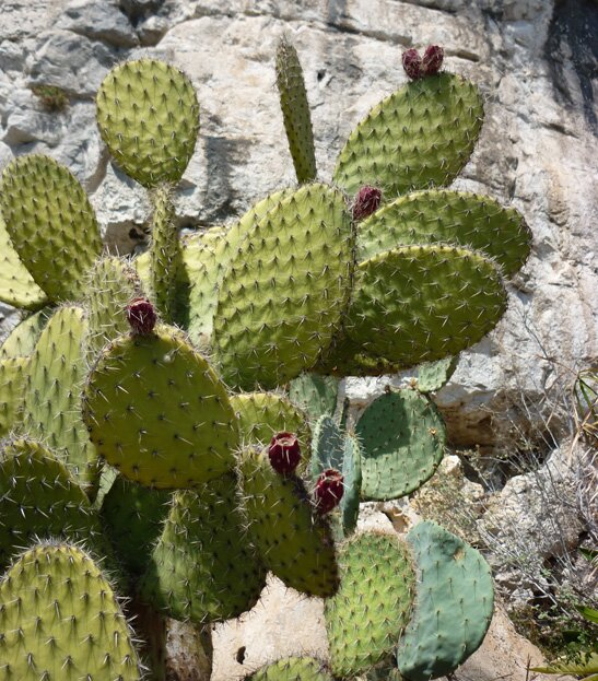 Opuntia cactus