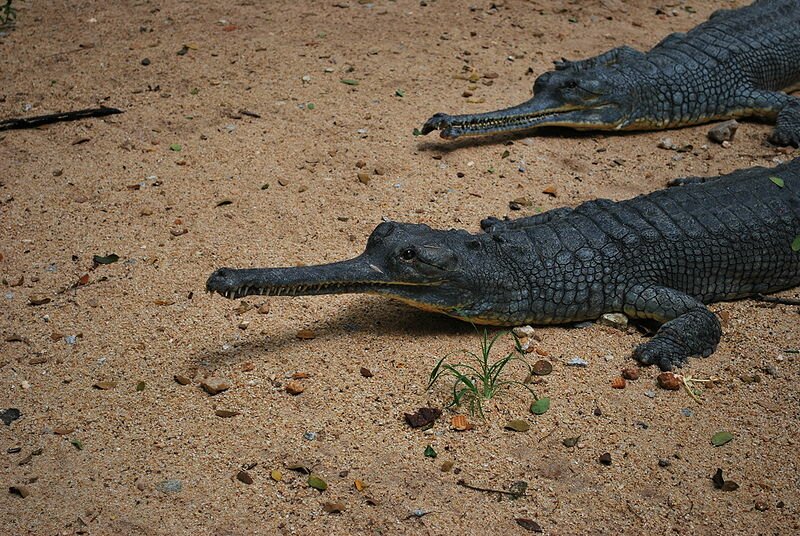 Gharials (Indian alligators)