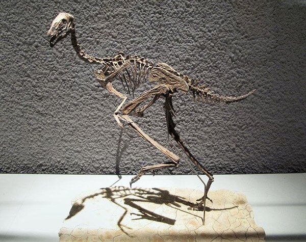Caudipteryx zoui