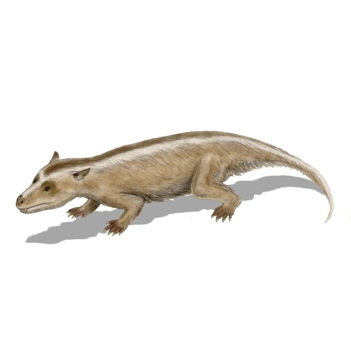 Tritylodon longaevus (cynodont)