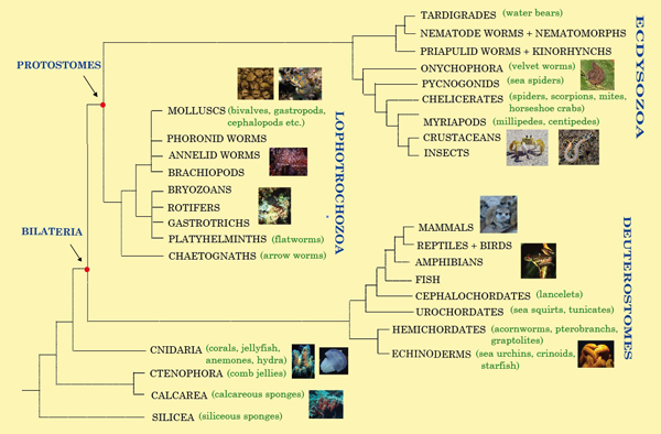 Animal tree of life graphic