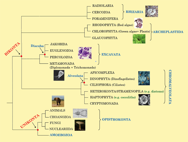 Eukaryote tree of life graphic