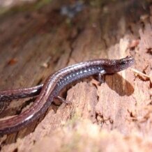 plethodonitid salamander