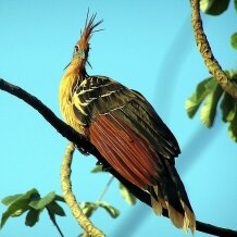 Hoatzin