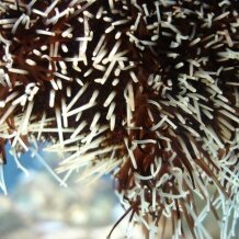 Sea-urchin tube-feet