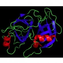 Trypsin