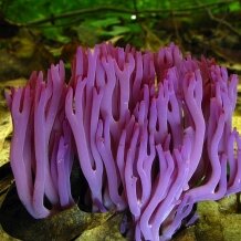 Coralloid fungus
