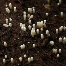Cyphelloid fungus