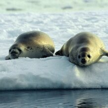 Lobodon seals