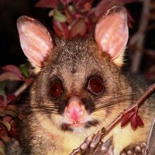 brush-tailed possum