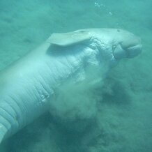 Dugong