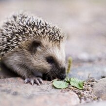 Hedgehog