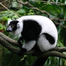 Ruffed lemur