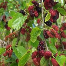 White mulberry