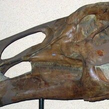 Edmontosaurus skull