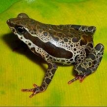 Atelopus frog