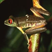 Red-eyed tree-frog