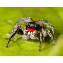 Habronattus spider