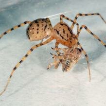 scytodid spider