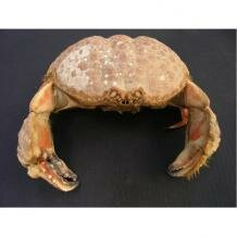 Box crab