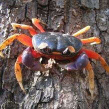 Halloween crab
