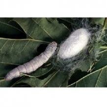 Silkworm with cocoon