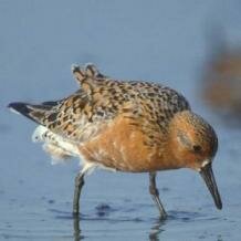 Red knot