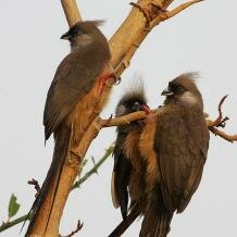 Speckled mousebirds
