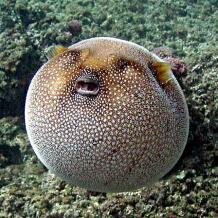 Inflated pufferfish