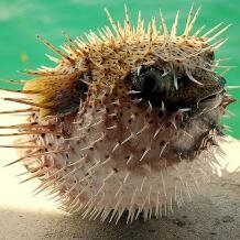 Inflated porcupinefish