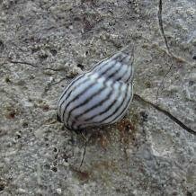 Littorinid snail