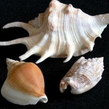 Strombid shells