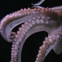Octopus arms