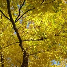 Yellow-leaf tree